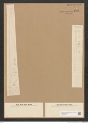 Diatomeae indet. Zeichnungen Sammlung Grunow Nr. 4501 (NHMW-BOT-W0372467)